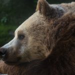 Des ours voient leur ADN modifié par la proximité avec les hommes