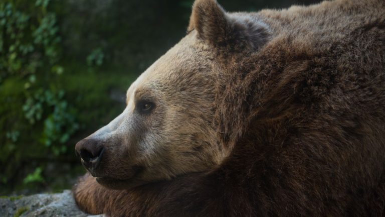 Des ours voient leur ADN modifié par la proximité avec les hommes