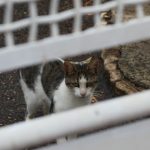 Métropole de Lyon : des chats vivants retrouvés emmurés à Vénissieux, enquête en cours
