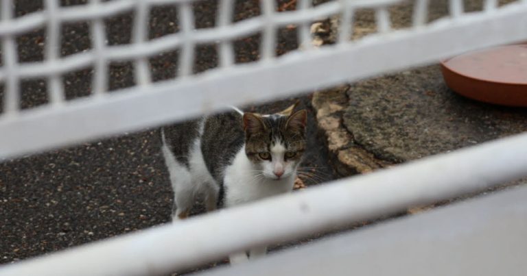 Métropole de Lyon : des chats vivants retrouvés emmurés à Vénissieux, enquête en cours