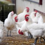 Salon de l'agriculture : la volaille de Bresse mise à l'honneur avec les Poulardiers à Paris