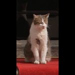 Larry le chat, la mascotte emblématique du 10 Downing Street au Royaume-Uni