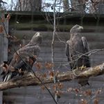 Un parc zoologique rouvre et présente un aigle rare à ses visiteurs