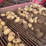 Tempête sur les légumes, la pomme de terre impactée en Beauce