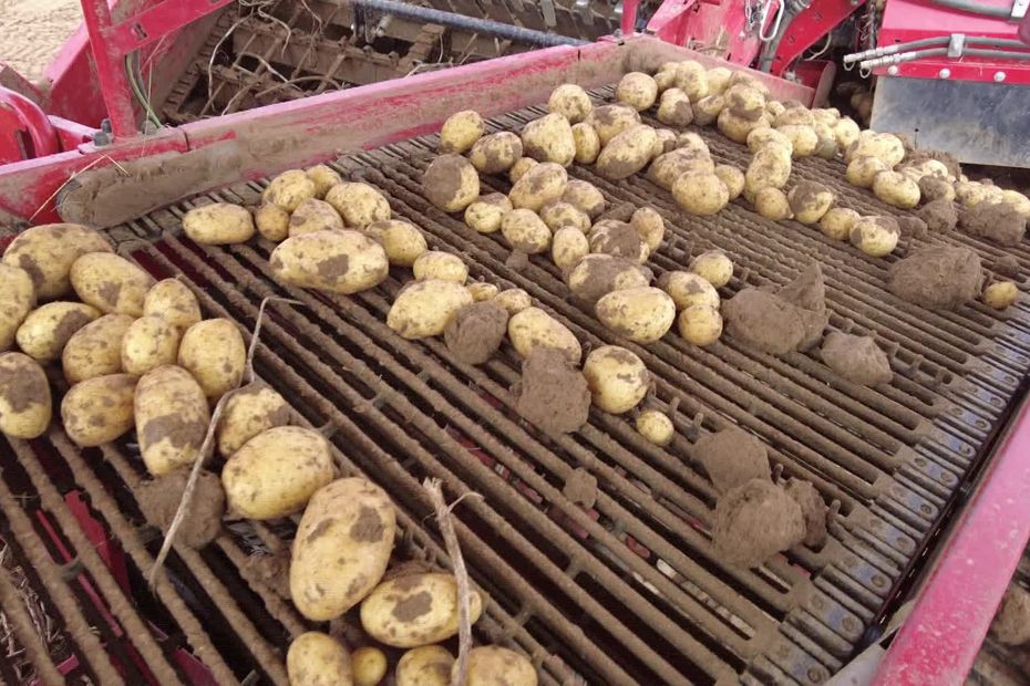 Tempête sur les légumes, la pomme de terre impactée en Beauce