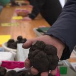 Peu de truffes cette année : le diamant noir en difficulté