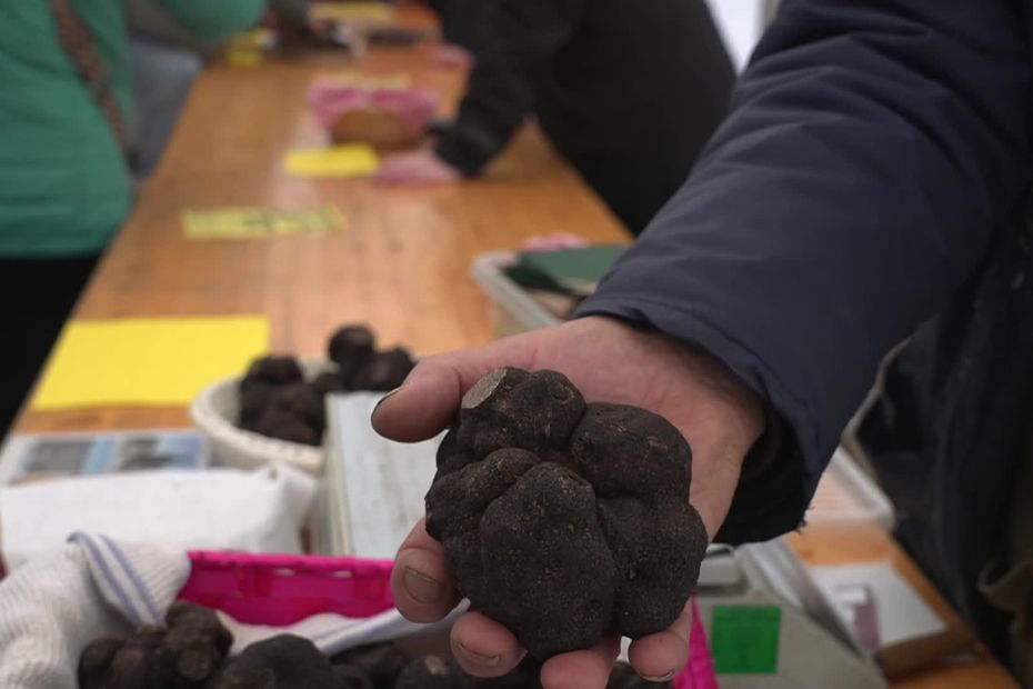 Peu de truffes cette année : le diamant noir en difficulté