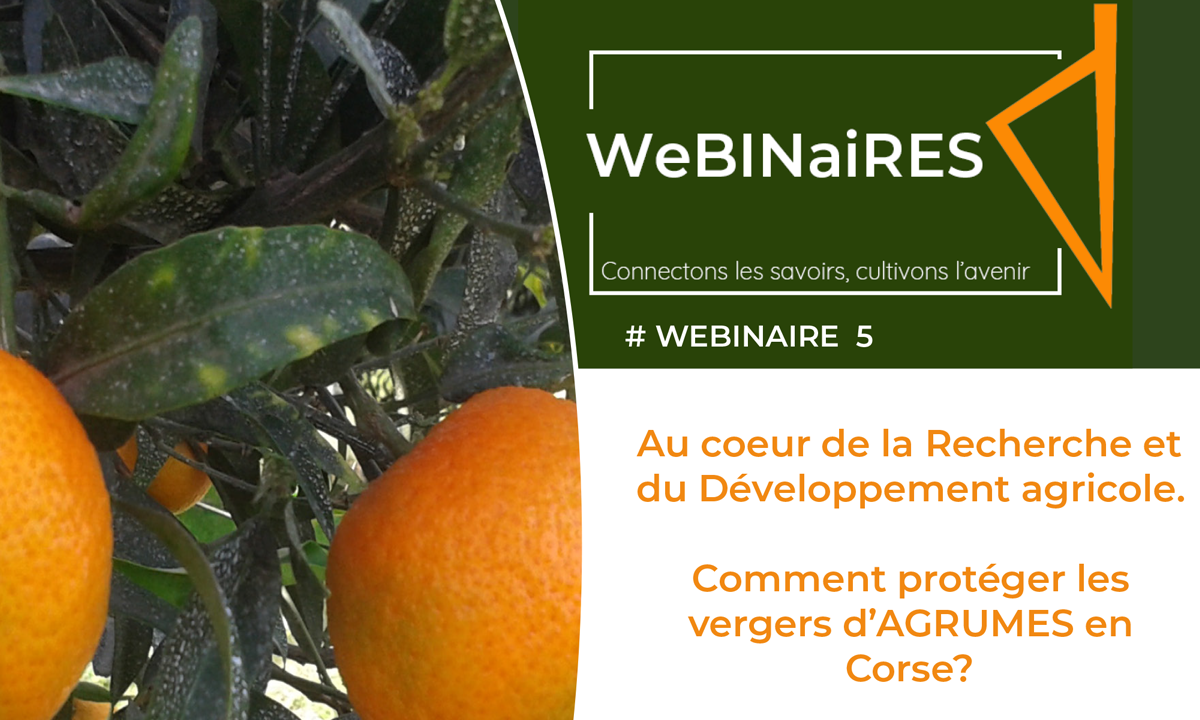 #W5 : Recherche sur la protection des vergers d'agrumes en Corse