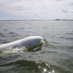 Béluga aperçu au large de Blankenberge : une apparition rare en mer du Nord