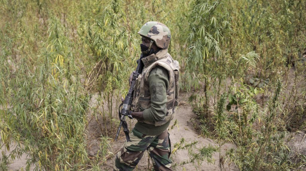 Sénégal : trois militaires tués lors d'une opération anti-trafic de cannabis en Casamance