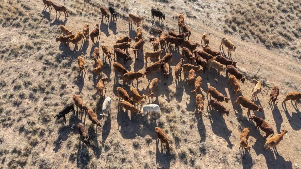 L'Australie pourra exporter jusqu'à 30.600 tonnes de viande bovine en Europe, dont 55 % libres de droits de douane si les boeufs ont été élevés sur des pâturages.