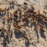 L'Australie pourra exporter jusqu'à 30.600 tonnes de viande bovine en Europe, dont 55 % libres de droits de douane si les boeufs ont été élevés sur des pâturages.