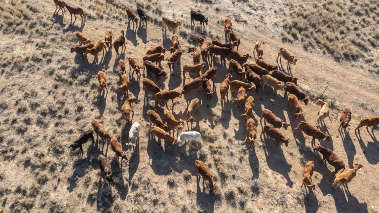 L'Australie pourra exporter jusqu'à 30.600 tonnes de viande bovine en Europe, dont 55 % libres de droits de douane si les boeufs ont été élevés sur des pâturages.