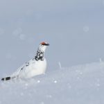 La justice ordonne à l'État de suspendre la chasse au lagopède alpin pour cinq ans.