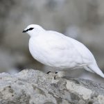 Le Conseil d'État demande la suspension de la chasse au lagopède pour cinq ans.