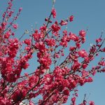 Pourquoi le printemps a déjà commencé avant l'équinoxe : explications et observations