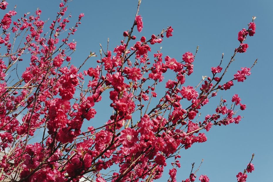 Pourquoi le printemps a déjà commencé avant l'équinoxe : explications et observations