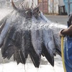 La pêche professionnelle se dote d'un nouveau cadre pour se développer