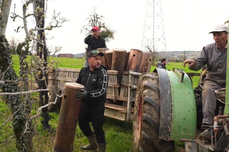 Course contre-la-montre : les arboriculteurs luttent pour sauver leur production avant le froid