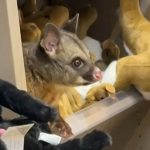 Australie : Un opossum se cache parmi des peluches dans un aéroport