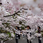 Tokyo : la saison des cerisiers en fleurs commence cinq jours plus tôt cette année