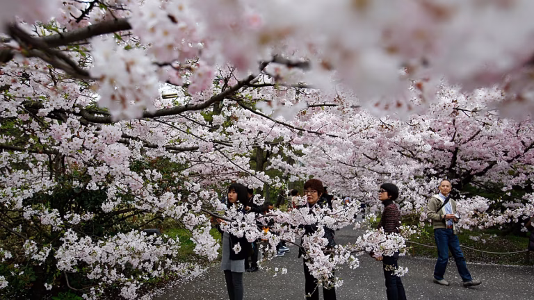 Tokyo : la saison des cerisiers en fleurs commence cinq jours plus tôt cette année