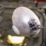 Un astronaute de la NASA dévoile une photo d'un objet violet tentaculaire dans l'espace.