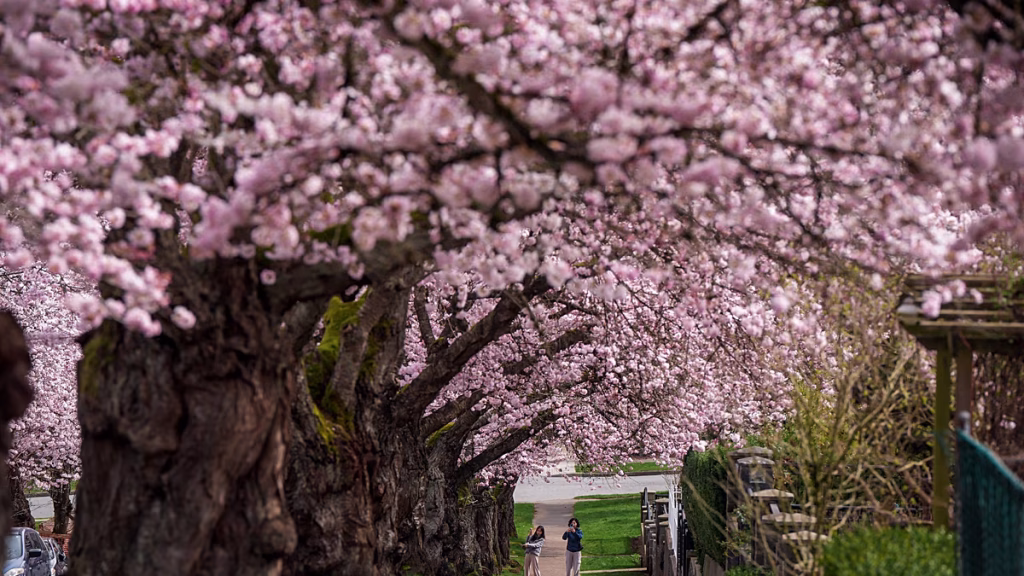 Vidéo : Les cerisiers en fleurs annoncent le printemps à Munich et dans le nord de l'Italie