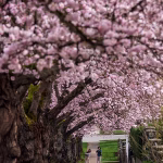 Vidéo : Les cerisiers en fleurs annoncent le printemps à Munich et dans le nord de l'Italie