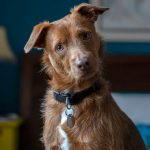 Peut-on apprendre à un chien à défendre la maison ? - ICI