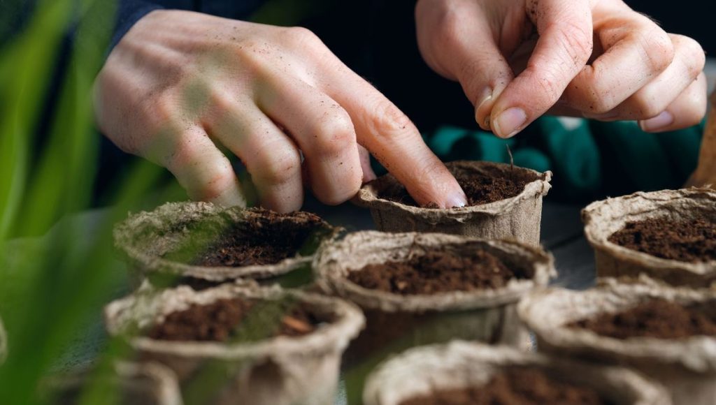 Tomates et poivrons : les clés pour des semis réussis en intérieur - ICI