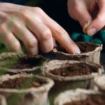 Tomates et poivrons : les clés pour des semis réussis en intérieur - ICI