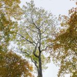 Qu'est-ce qu'un fraisse ? Explications et origine de ce terme occitan