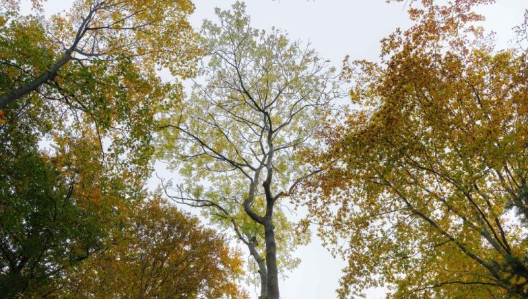 Qu'est-ce qu'un fraisse ? Explications et origine de ce terme occitan