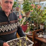 Une expérience de forçage de pommes de terre en intérieur - ICI