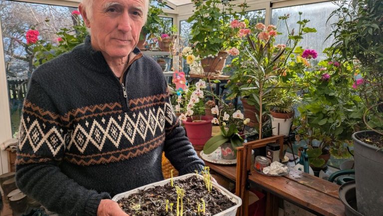 Une expérience de forçage de pommes de terre en intérieur - ICI