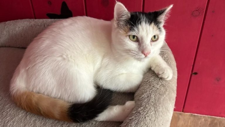 Amalia, une chatte cherche sécurité et confiance après un passé difficile