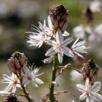 U luminellu et l'asphodèle : découvrez leur impact sur la biodiversité en Corse