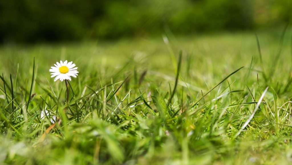 L’Entretien des gazons – zones enherbées au printemps - ICI