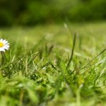 L’Entretien des gazons – zones enherbées au printemps - ICI