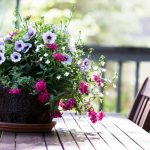 Jardin : sortir les plantes en pot ou redouter les gelées tardives ?