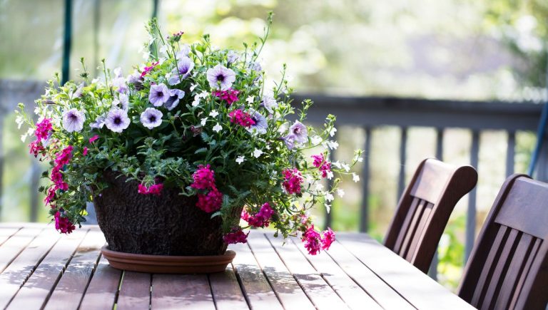 Jardin : sortir les plantes en pot ou redouter les gelées tardives ?