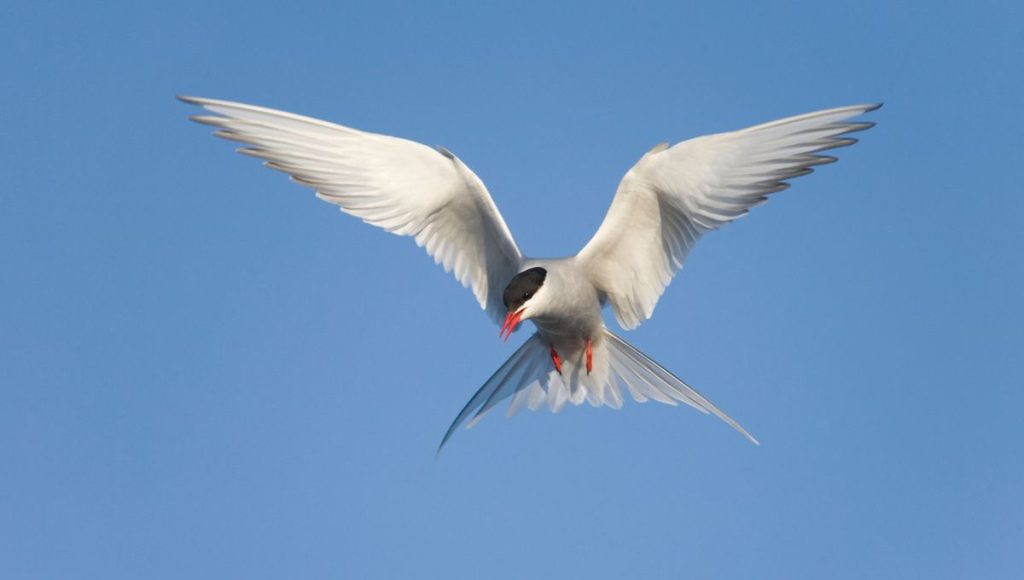 Ils suivent les oiseaux de la Bretagne à Dakar - ICI
