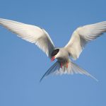 Ils suivent les oiseaux de la Bretagne à Dakar - ICI