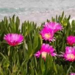 Recyclage d'une espèce envahissante : une solution durable pour l'environnement