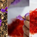 Le Safran, l'Or Rouge cultivée en Normandie près de Falaise - ICI