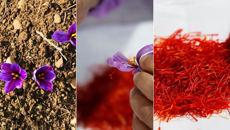 Le Safran, l'Or Rouge cultivée en Normandie près de Falaise - ICI