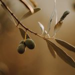 Olivier en détresse : humidité et froid mettent en péril sa survie au jardin