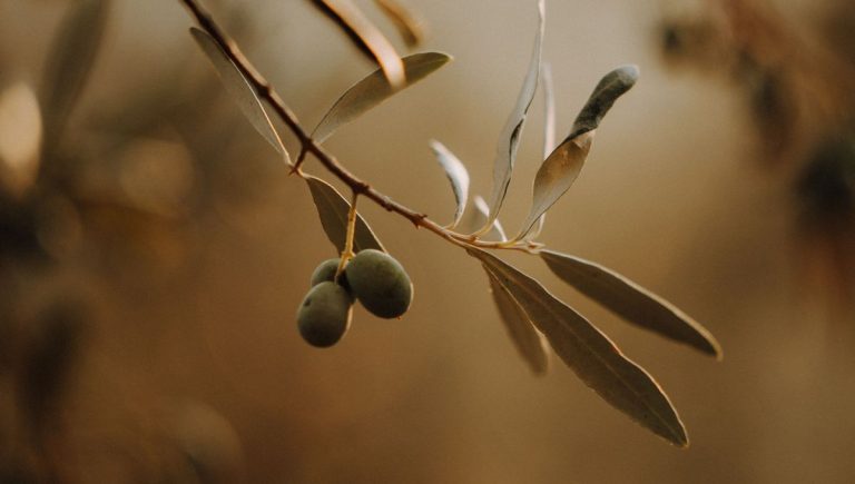 Olivier en détresse : humidité et froid mettent en péril sa survie au jardin