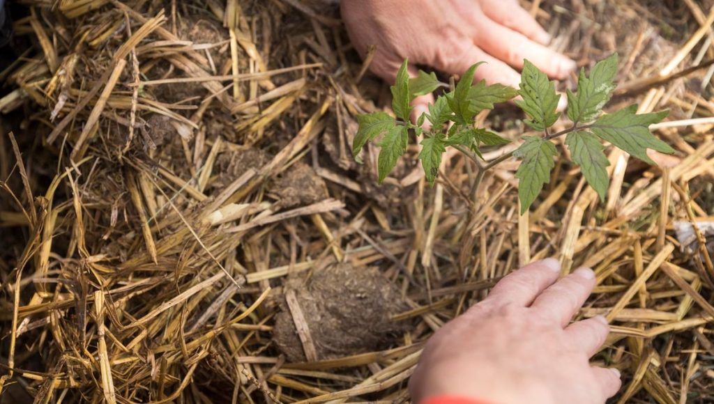 Paillage au jardin : minéral ou organique, quelle efficacité réelle face aux mauvaises herbes ? - ICI